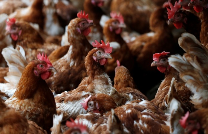 Representational image Bird Flu