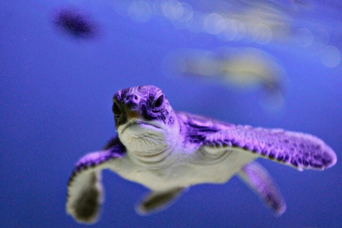 A green sea turtle hatchling swims in a tank at the turtle conservancy section of Aquaria KLCC in Kuala Lumpur, 13 July 2006. green sea turtle turning female
