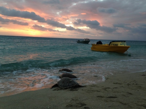 Release of young green sea turtles back to their foraging ground in the northern Great Barrier Reef. green sea turtles