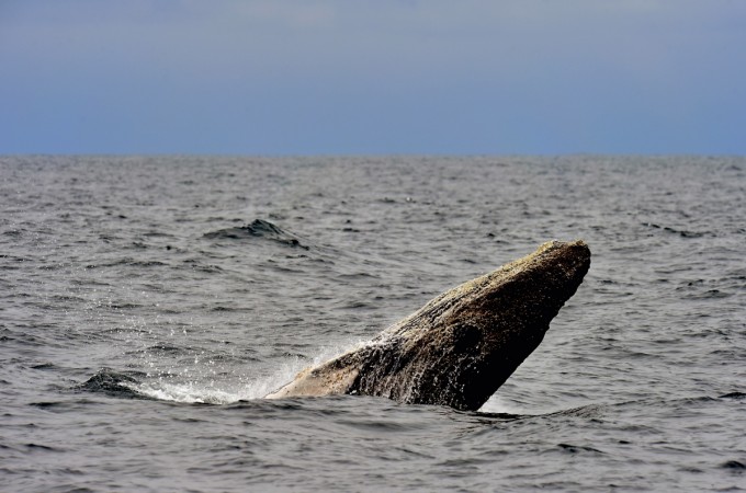 Picture of a humpback whale taken off the coast of Puerto Lopez, Manabi, in Ecuador on October 21, 2015. humpback whale