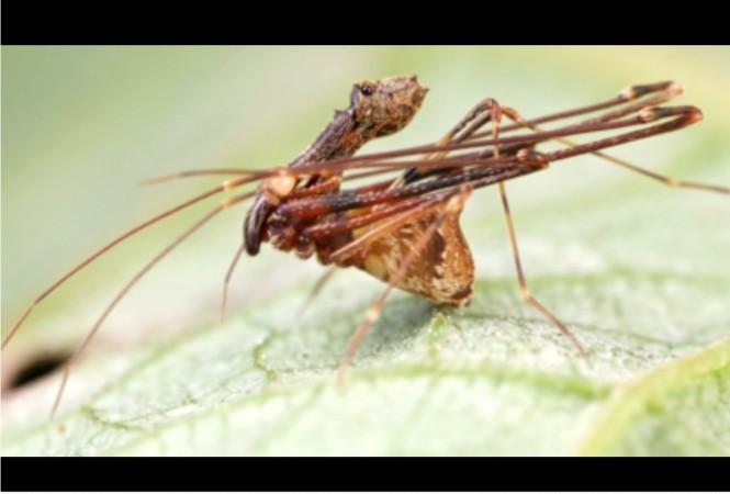 pelican spider, spider,