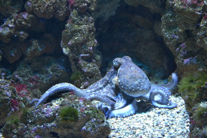 Representational picture of octopus Octopus