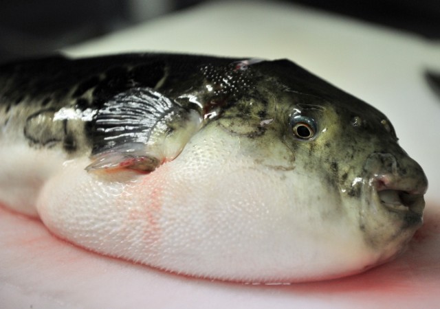 In a picture taken on June 5, 2012, a pufferfish, known as fugu in Japan, is seen on a chopping board to remove toxic internal organs at a Japanese restaurant 'Torafugu-tei' in Tokyo. Puffer fish or blowfish