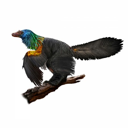 An illustration of a reconstruction of the iridescent dinosaur which had rainbow feathers, named Caihong juji, unearthed in China, is shown in this October 31, 2016 photo released on January 15, 2018. caihong juji