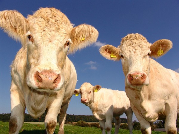 Representational image of cows. cows,