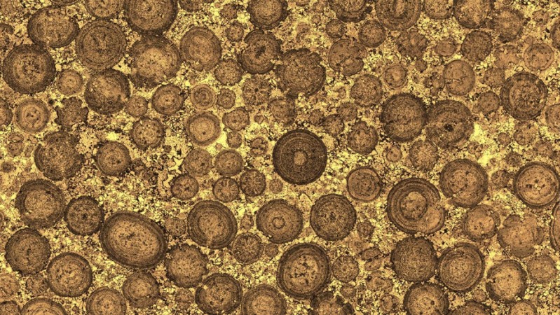 A cross section of the ooids inside Rogenstein oolite. ooids