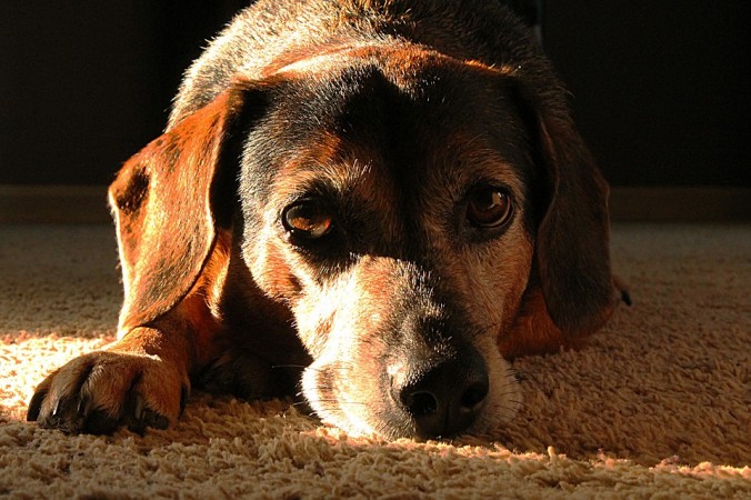 Representational Image dog