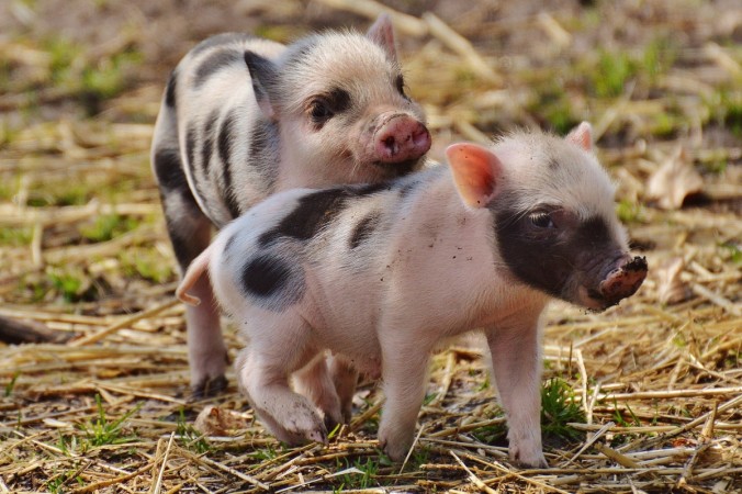 Representational image. pigs