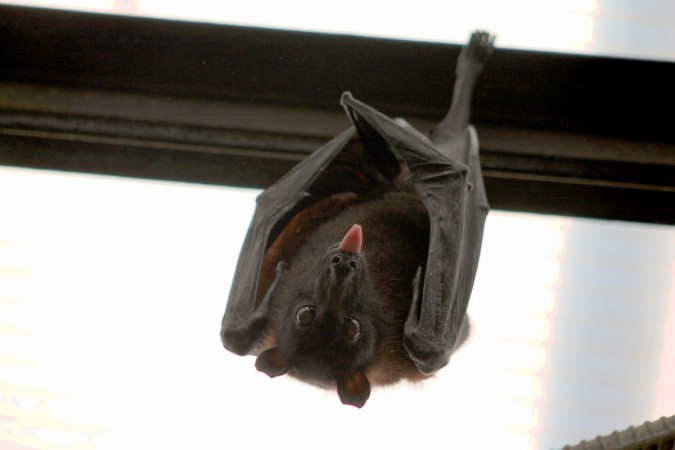 Coronaviruses in bats, said Wang, are particularly important to monitor. Dog-faced bats