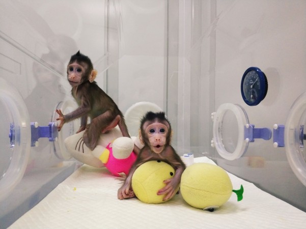 Cloned monkeys Zhong Zhong and Hua Hua are seen at the non-human primate facility at the Chinese Academy of Sciences in Shanghai, China January 20, 2018, in this handout picture provided by the Institute of Neuroscience of the Chinese Academy of Sciences. Cloned monkeys