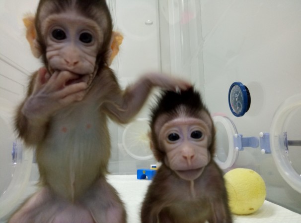 Cloned monkeys Zhong Zhong and Hua Hua are seen at the non-human primate facility at the Chinese Academy of Sciences in Shanghai, China January 20, 2018, in this handout picture provided by the Institute of Neuroscience of the Chinese Academy of Sciences. Cloned monkeys