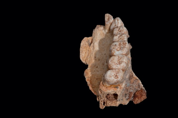 The left maxilla of human remains from Misliya Cave in Israel, the oldest remains of our species Homo sapiens found outside Africa, is shown in this handout photo released on January 25, 2018. All teeth are present except the central incisor. The shape and structure of the teeth and the dentine underneath yielded important data regarding the definition of this specimen as Homo sapiens. human remains from Misliya Cave in Israel