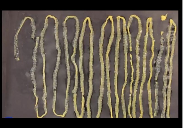 Representational Image tapeworm, giant tapeworm,