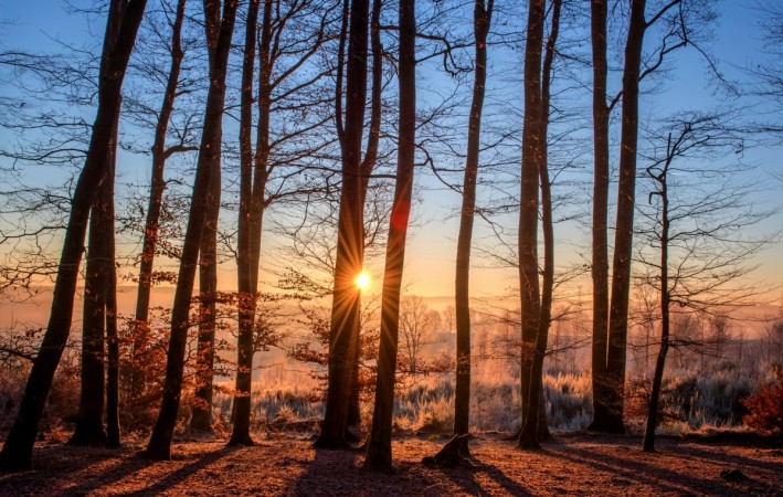 According to Australian researchers, trees 'sweat' to cope with extreme heatwaves in climate change conditions. Trees sweat