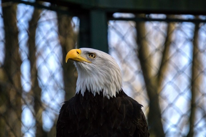 Bald eagles are fearsome hunters and are known to have powerful talons- Representational Image bald eagle