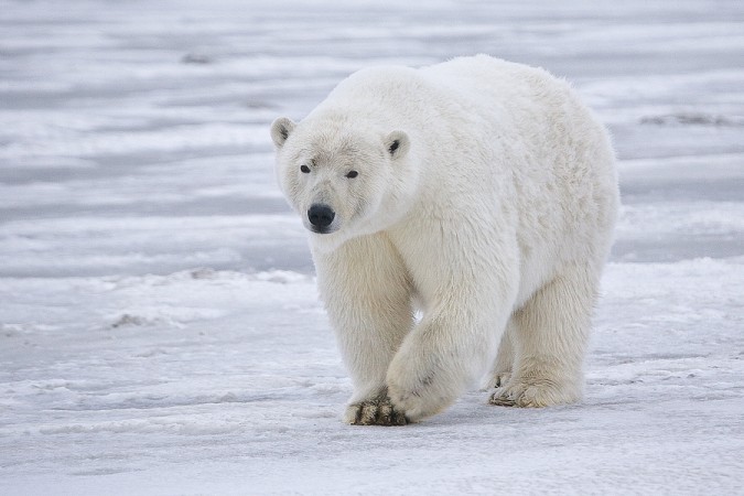 Polar bears are starving due to climate change. Polar bear