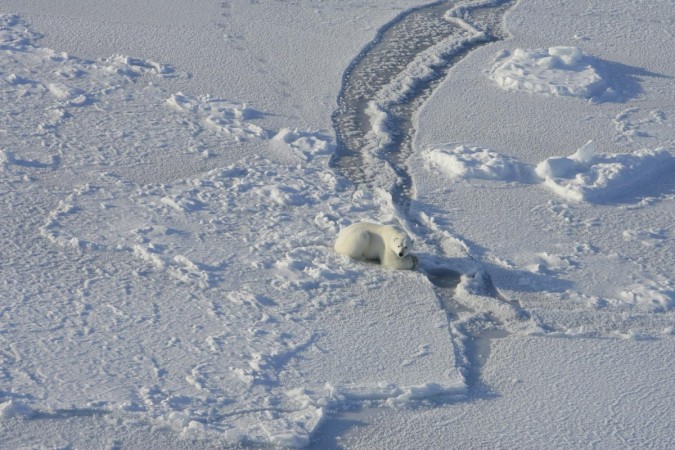 This is a polar bear still-hunting at a seal hole on the sea ice of the southern Beaufort Sea. Polar bear