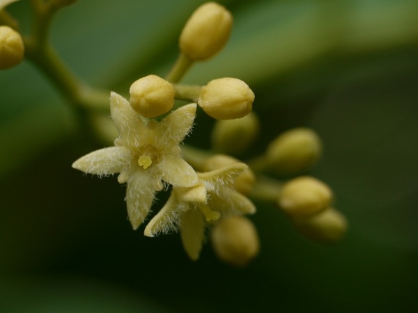 Nothapodytes nimmoniana. Nothapodytes nimmoniana