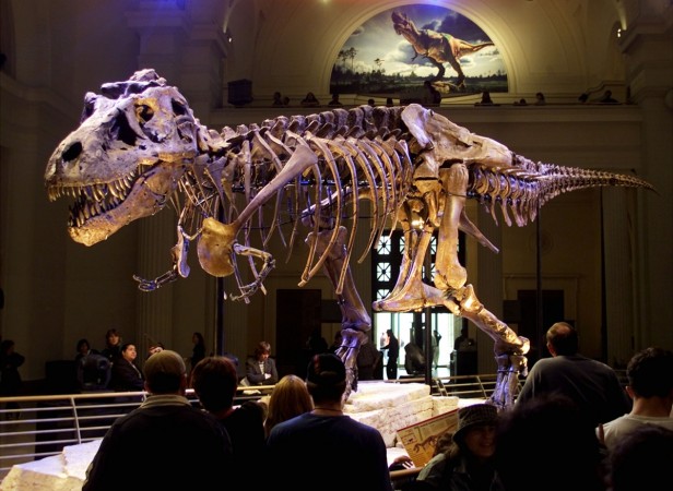 Tyrannosaurus Rex- one of the most feared predators this planet has ever seen- Representational image T-Rex bones