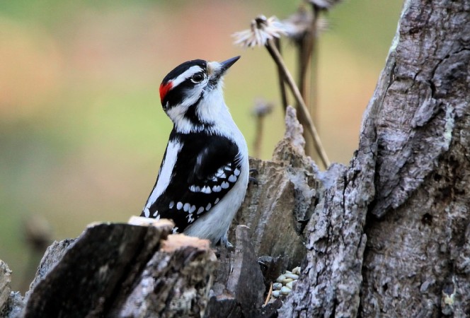 A downy woodpecker woodpecker