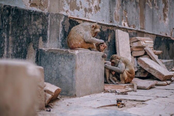 Representational image. monkey fever