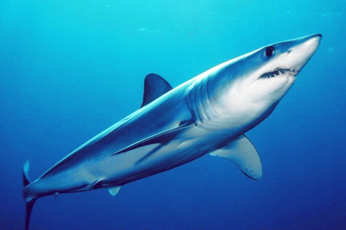 The shortfin mako shark. The shortfin mako shark
