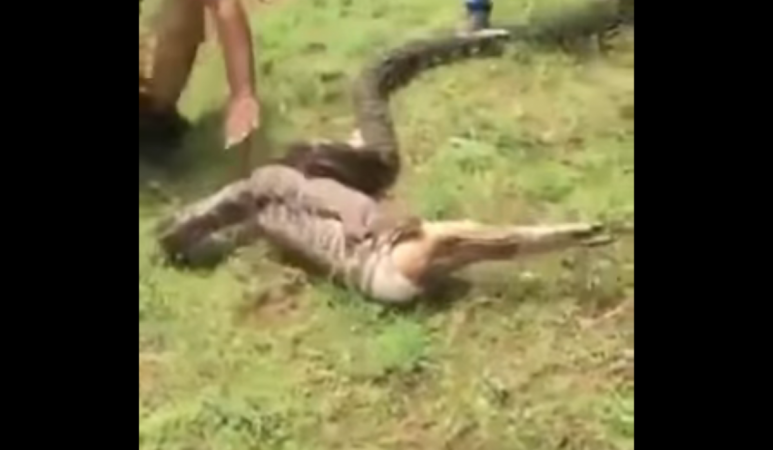 Giant python swallows deer Giant python swallows deer