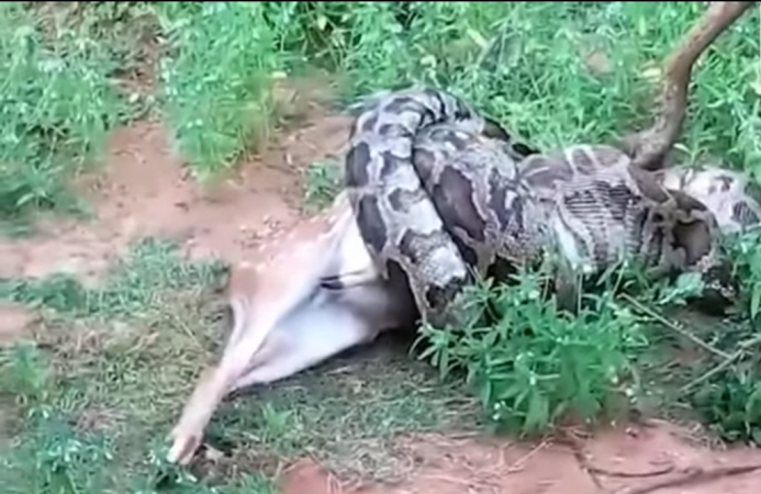 Python devours whole deer Python devours whole deer