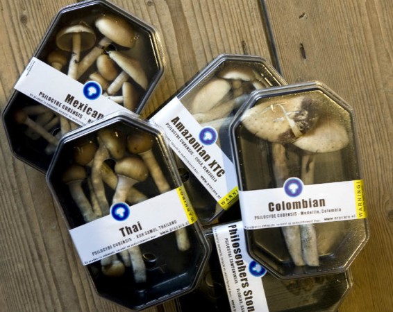 Magic Mushrooms. Magic Mushroom