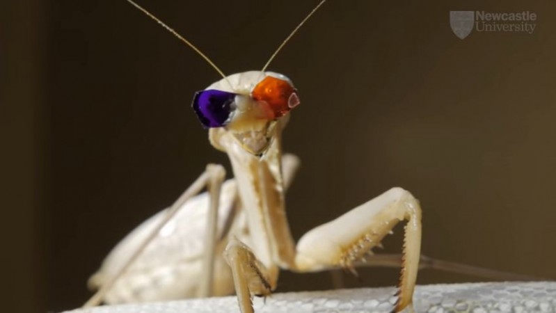 Praying mantises have a completely different 3D vision. 3D vision praying mantises