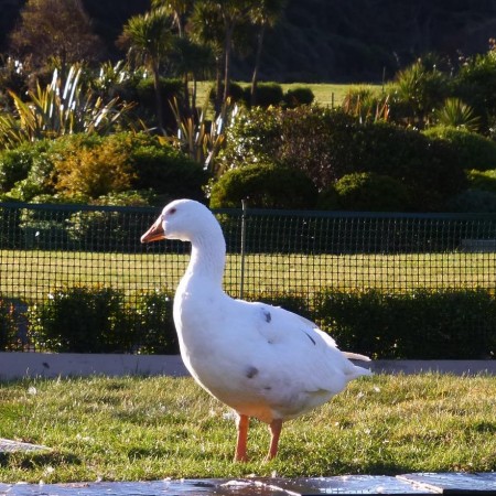 Thomas, the blind goose who was involved in a homosexual relationship. Homesexual goose Thomas