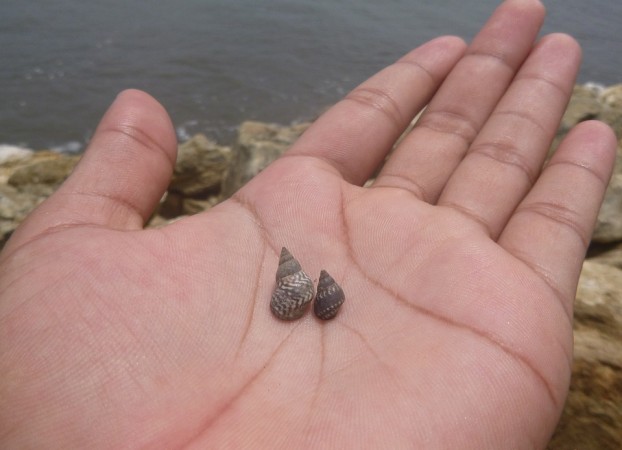 Representational Image sea snail