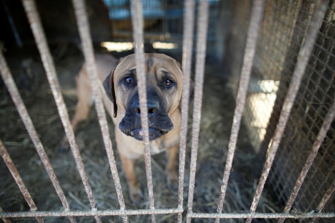 A dog is pictured in a cage at a dog meat farm in Wonju Dog farm in South Korea