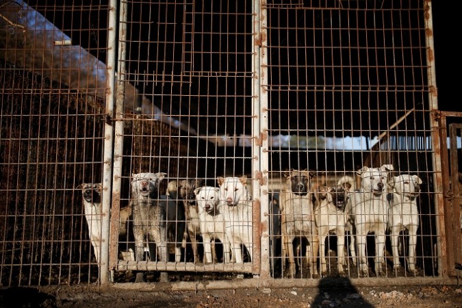 Dogs are pictured in cages at a dog meat farm in Wonju, South Korea Dog farm in South Korea