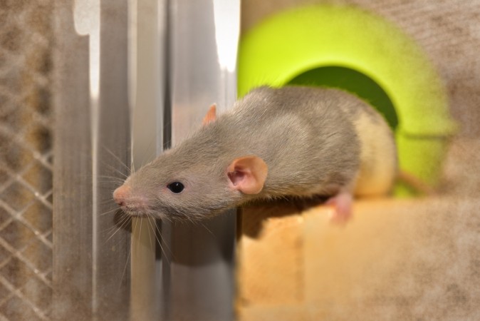 Representational picture Rat found loitering in a Philippines mall