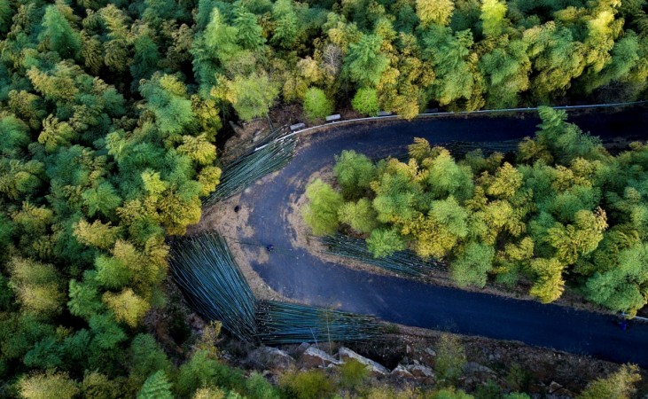 Forest City China