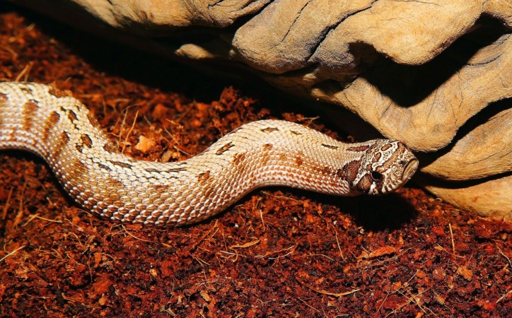 Representational image. snake