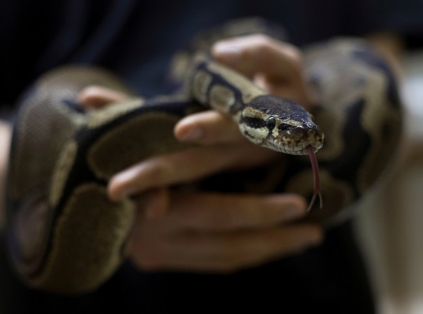 Borneo villagers kill 20ft python- Representational Picture A snake breeder holds a ball python in Assagay, South Africa. Python