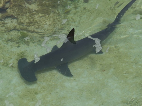 Hammerhead shark Hammerhead shark
