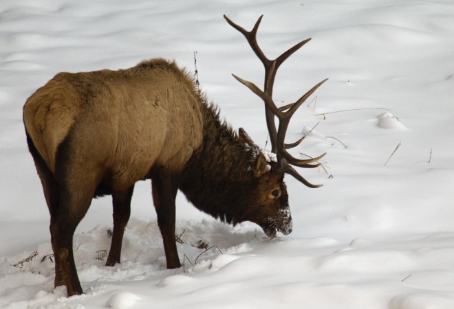 An Elk feeds on grass in Banff National Park near Lake Louise. Mountain elk