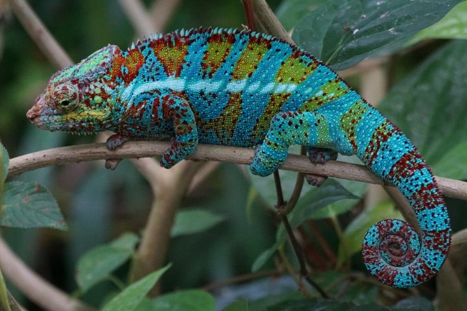 A chameleon Chameleon