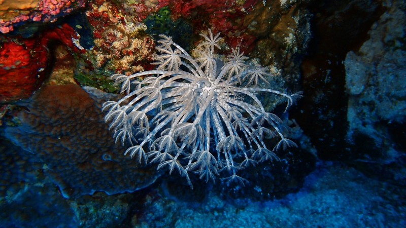 Representational image. underwater