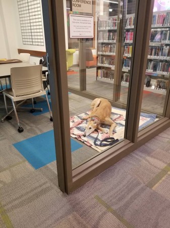 Sting the greyhound, who had no one to read to him for a library program, is now booked through April after internet made him go viral. Sting the dog.