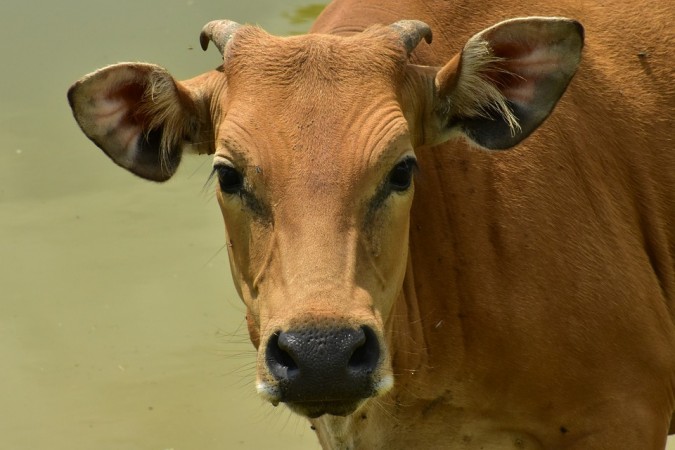 cow