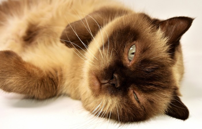 Picture for representation Cats