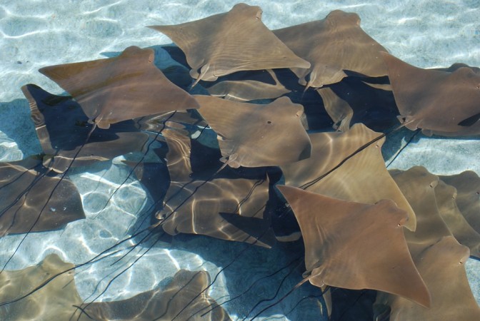 Representational image of manta rays and sting rays Manta rays