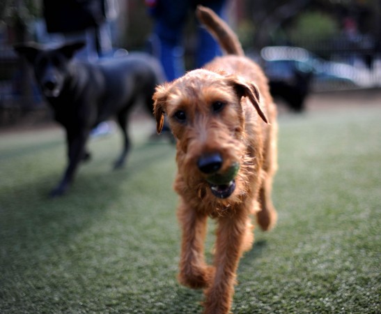 Dogs playing in parks (Representational image) Dogs playing in parks