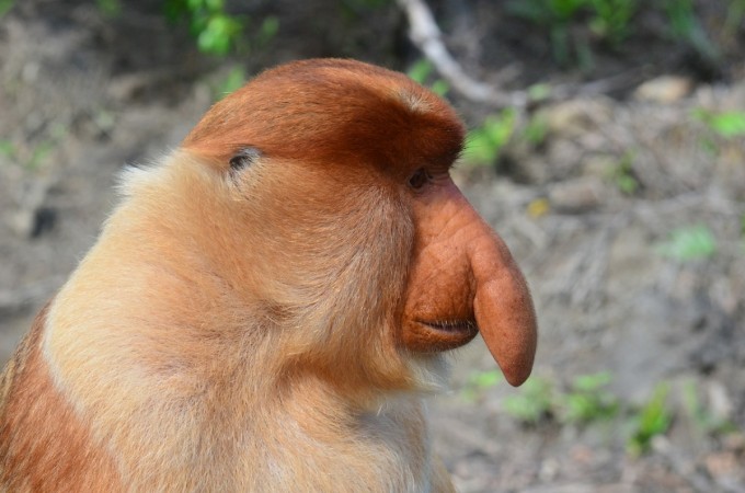 Proboscis monkey Proboscis monkey
