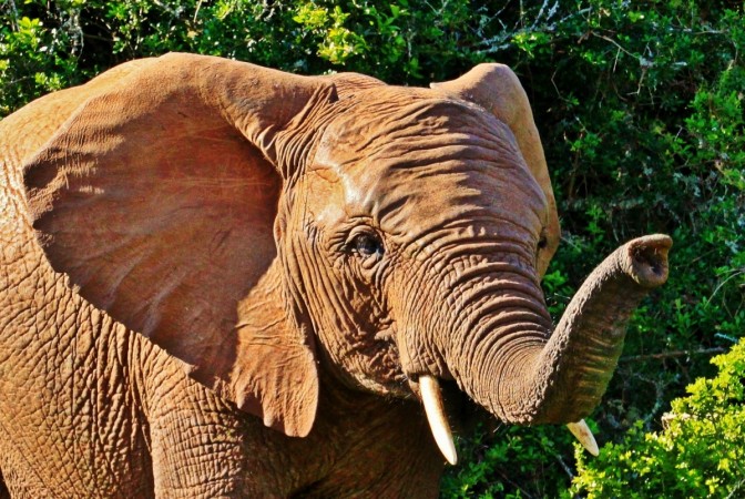 (Representational image) The elephant was seen breathing out smoke standing in middle of the forest. Representational image.