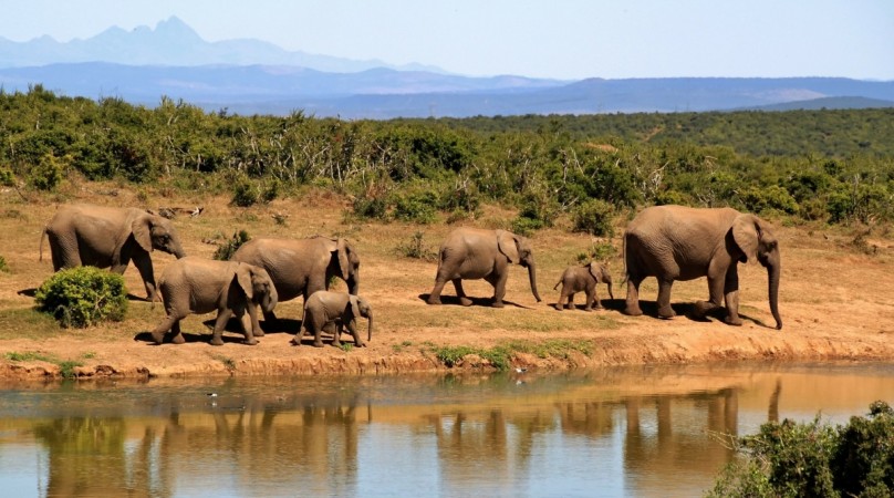 The elephant got lost while looking for food and water. Representational image.